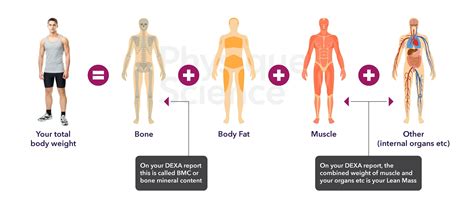 body composition and aging body composition and aging Doc
